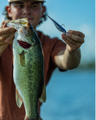 Yamamoto 3.75" Shad Shape Worm (Yamamoto Baits)